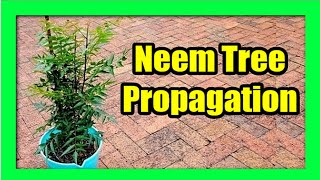 How To Grow Neem Tree From Cuttings  Plant Neem Tree at Home [upl. by Revorg440]