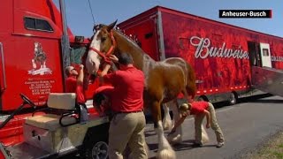 Becoming a Budweiser Clydesdale [upl. by Chenay]