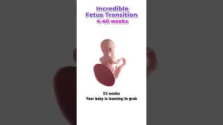 Week by week fetal development pregnany week drtanya [upl. by Ayital]