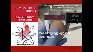 Measuring eggs and eggshells [upl. by Bamberger426]