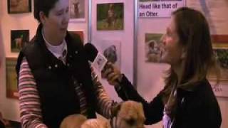 Crufts 2009 Discover Dogs  Border Terrier [upl. by Anay]