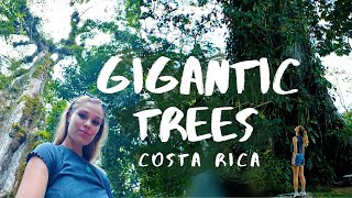 Gigantic Ceiba Trees in Costa Rica  Tree of Life amp Tree of Peace  Travel Video [upl. by Danforth]