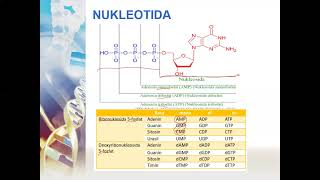 Biokimia Farmasi  Asam Nukleat dan Nukleotida [upl. by Aidil338]