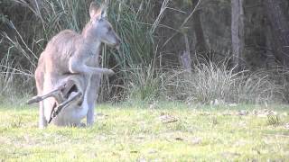 Australian Wildlife Kangaroo cleaning pouch [upl. by Lierbag]