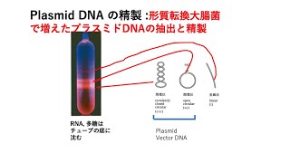 3 Plasmid DNA の精製 形質転換大腸菌で増えたプラスミドDNAの抽出と精製 [upl. by Jeavons]