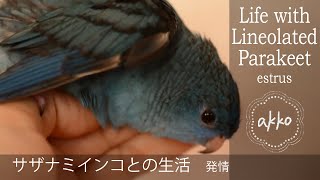 Life with Lineolated Parakeet 059 estrus サザナミインコとの生活 発情 [upl. by Pyne87]