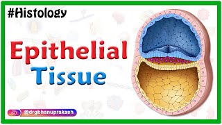 Epithelial tissue  Squamous cuboidal columnar Simple stratified pseudostratified transitional [upl. by Sidwell]