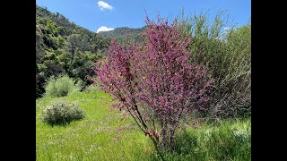 Cercis occidentalis Western redbud [upl. by Fanchan]