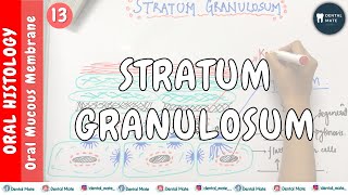 Stratum Granulosum  OMM  Dr Paridhi Agrawal [upl. by Powers683]