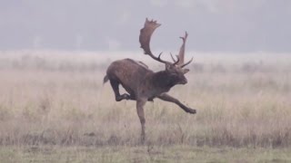 Fallow deer hunting  Fantastic shot in slow motion  Ultimate Hunting [upl. by Maker]