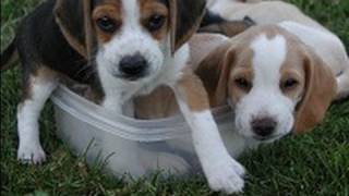 Beagle puppies barking at each other [upl. by Nnylyar]