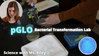 pGLO Bacterial Transformation Lab  Biology Lab with Ms Riley [upl. by Rikahs498]