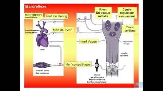 physiologie cardio vasculaire partie 13 [upl. by Orwin293]