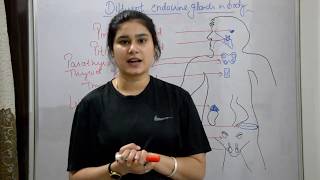 Endocrine system anatomy amp physiology in hindi  glands  functions  locations  structure [upl. by Esirahs798]