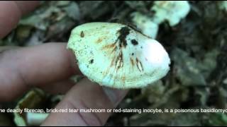 Téglavörös susulyka  Inocybe erubescens  Deadly fibrecap  Ziegelroter Risspilz [upl. by Ycniuqal]