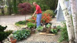 How To Divide amp Propagate Your Hostas [upl. by Haek]