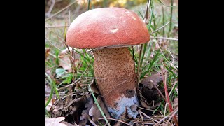 Leccinum aurantiacum Bull Gray 1821 leccinum quercinum [upl. by Negyam77]