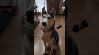 Trying to teach my husky to talk husky dog huskylife [upl. by Eeb875]