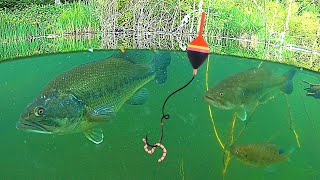 UNDERWATER FISHING Big BASS and Bluegill Catch amp Cook [upl. by Ilsel]