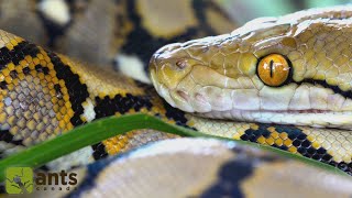 I Found A Reticulated Python Worlds Longest Snake In My Yard [upl. by Falzetta]