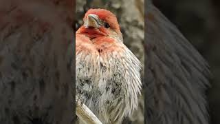 House finch wants a picture birdwatch birdlovers peace [upl. by Adyan]