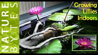 How to grow Water Lily in Aquarium Growing Water Lily Indoor Bulls Eye Lily Albert Greenberg Lily [upl. by Silda237]