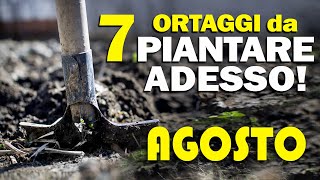 ORTO di AGOSTO  7 ORTAGGI da PIANTARE ADESSO [upl. by Neevan440]