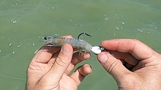 How To Rig amp Fish FROZEN SHRIMP For Inshore Slams [upl. by Aisined]