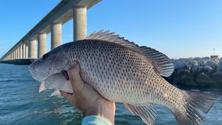 Epic Mangrove Snapper CHEW FEST at Skyway Bridge EASY LIMITS [upl. by Arremat]