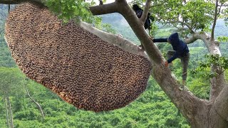 tree climbing skills without fear of heights harvesting honey from dangerous tall trees [upl. by Banwell]