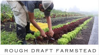 How To Grow Lettuce in Summer NoTill [upl. by Fairman338]