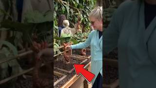 PLANTA QUE GRITA plantas grito natureza nature humor viralvideo harrypotter curiosidades [upl. by Assir919]