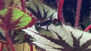 Houston Frogs Phyllobates Lugubris Dart Frog Mating Call [upl. by Asilram197]