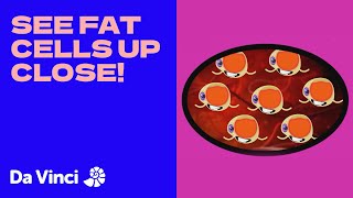 What do Fat Cells look like  Operation Ouch [upl. by Reteid712]