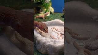 leopard geckos eating leopardgecko eating feedingtime cute pink reptiles [upl. by Eanrahs]