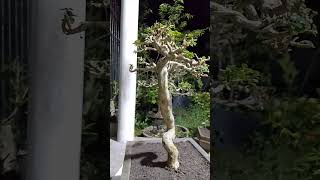 Bonsai Sancang liukan alami [upl. by Chavez194]