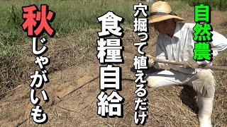 自然農 穴掘って植えるだけで食糧自給 「秋じゃがいも」natural farming [upl. by Elledoj719]