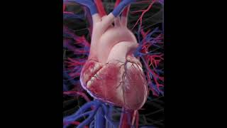 3d Animationof Heart attack kaise aata hai biology viralshort [upl. by Idahs497]