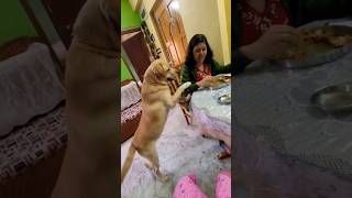 Cuteness overloaded 😍coco doglover cute dogowner funny labrador love trending pets animals [upl. by Leeke]