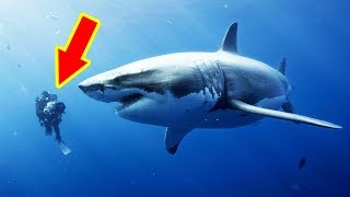 THE BIGGEST SHARKS Ever Caught TOP 10 [upl. by Aemat]