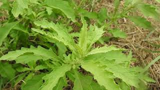 Dysphania ambrosioides Chenopodium ambrosioides wormseed Jesuits tea Mexicanteaepazote [upl. by Bauske]