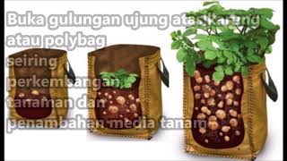 Cara Menanam Kentang di Dalam Karung atau Polybag Agar Produksinya Maksimal [upl. by Arnaud]