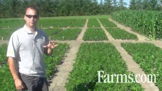 Agronomy Video Managing White Mold in Dry Beans [upl. by Putscher420]