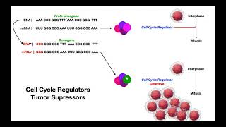 Cell Cycle Regulators amp Tumor Suppressor Genes  Protooncogenes amp Oncogenes [upl. by Elreath525]