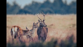 Tatton Park Deer Rut [upl. by Ttihw]