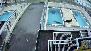 Seals live 4K  Phase 2  Seal Rehabilitation and Research Centre Pieterburen The Netherlands [upl. by Bondie706]