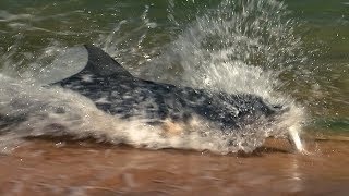 Dolphins Fishing on Land  BBC Earth [upl. by Aicitel]