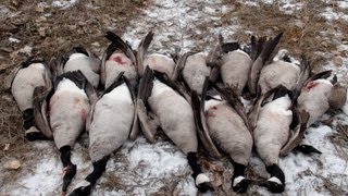 Danger Zone  Montana Goose Hunting [upl. by Hillhouse]