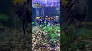 ANUBIAS CALADIIFOLIA  SEMI AQUASCAPE fypシ゚viral aquascape foreveryoung [upl. by Duma455]