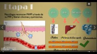 Respuesta inflamatoria [upl. by Airreis]